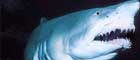  Una impresionante película ecológica sobre tiburones, ya se puede ver en México