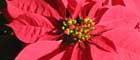  La flor más popular en Navidad es mexicana; su nombre náhuatl es Cuetlaxóchitl, Flor de Nochebuena